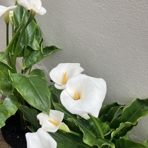 Small arum cala lily - small,