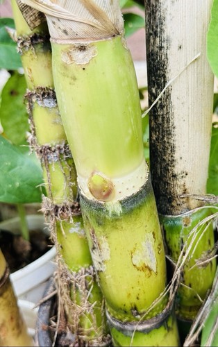 Live sugarcane cutting ready - sugarcane,