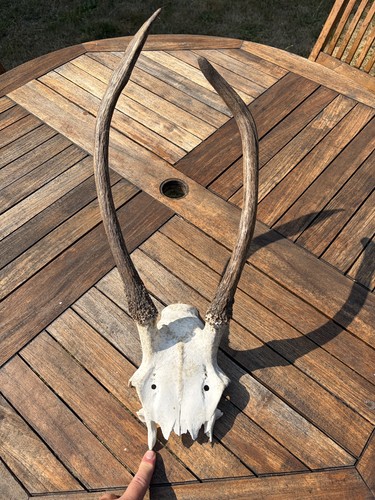 Genuine red stag - genuine, pricket