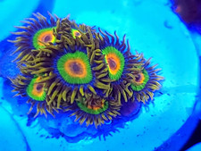 Rasta Zoanthid * Zoas * Live