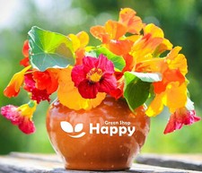 NASTURTIUM MIX - Out of Africa - Tropaeolum majus - 60 seeds - Annual Flower