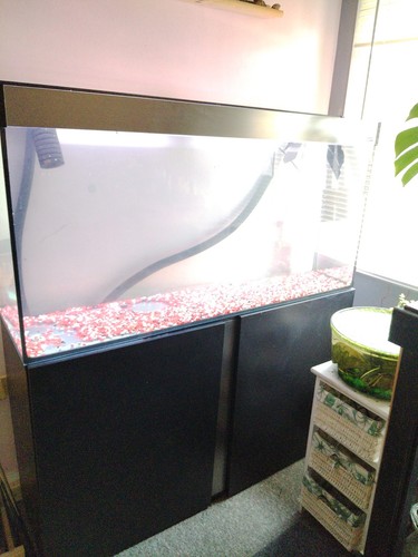 Fish tank 4ft with - fish,