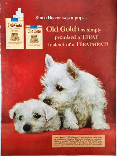 Terrier puppies dog - puppies, gold