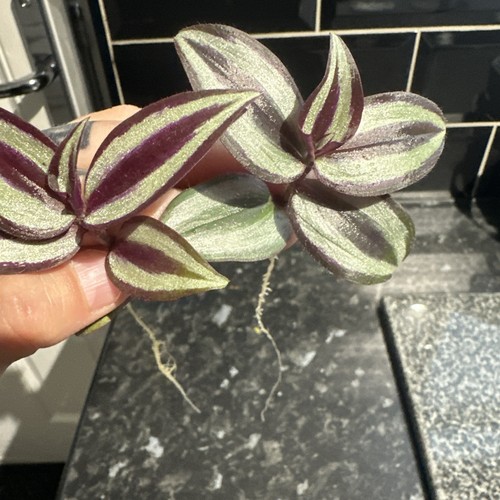 Tradescantia zebra - 2,