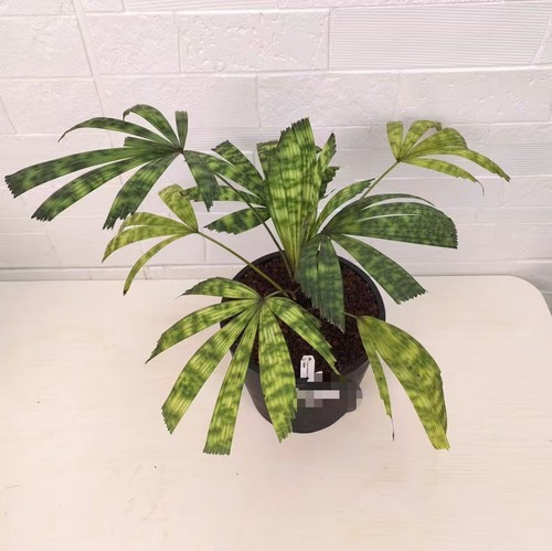 Licuala mattanensis mapu - licuala, mattanensis'mapu'