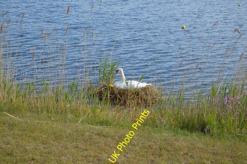 Photo 6x4 swan - 6x4,