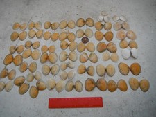 job lot of 90 Furrow Clam shells, North Wales, crafting,home decor etc