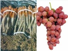 2x  rootstok graft vines RED