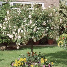 Swany - Potted Weeping Full