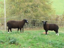 Photo 6x4 Zwartbles sheep Baltilly In a field near Craigrothie. Zwartbles c2009