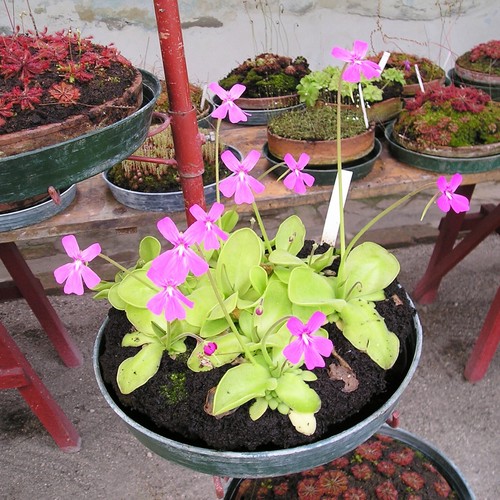 Butterworts pinguicula mixed - pinguicula,