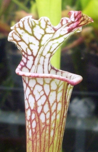 Sarracenia leucophyla ex - sarracenia, “ex