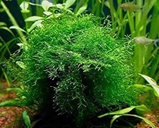 Javas Moss – Vesicularia