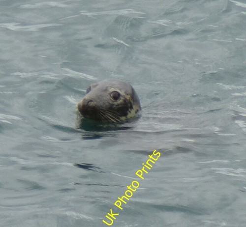 Photo 6x4 seal the bay - in,