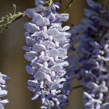 Wisteria sin. Caroline 1.7