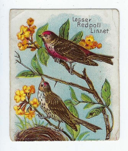 Arm hammer beautiful birds - hammer,