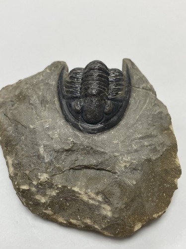 Cornuproetus trilobite - cornuproetus,