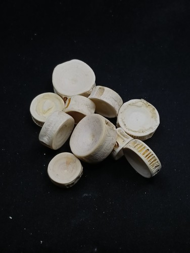 Shark vertebrae sea - 10,