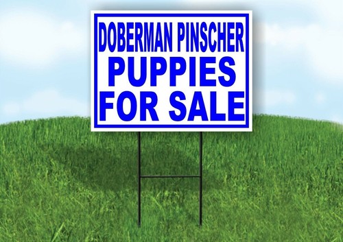 Doberman pinscher puppies for - pinscher,