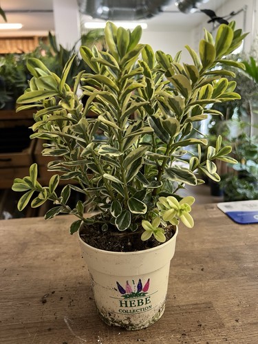 Hebe katrina evergreen shrub - hebe,