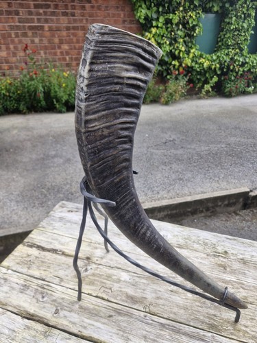 Victorian mounted cow - mounted, horn