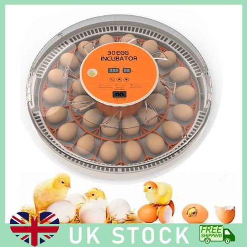 Eggs electric incubator - eggs,