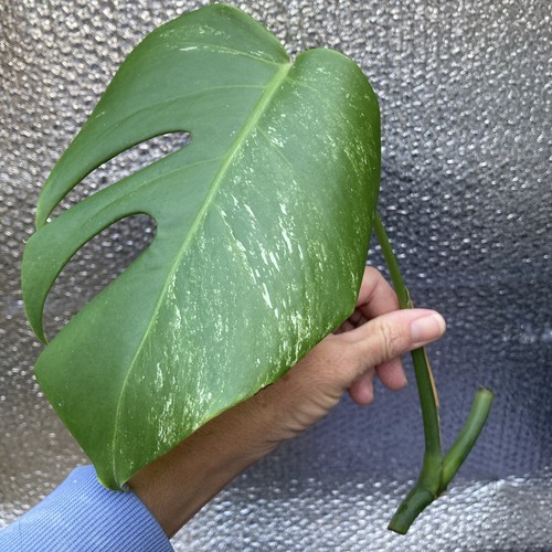 Monstera deliciosa albo one - monstera,