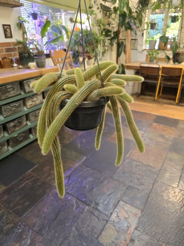 Huge hildewintera aureispina - hildewintera,