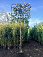 Photinia red robin - robin, pleach