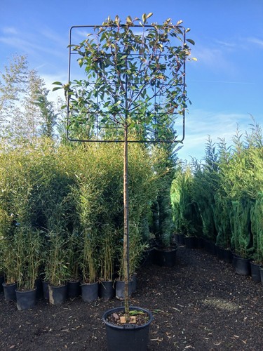 Photinia red robin - pleach, tree
