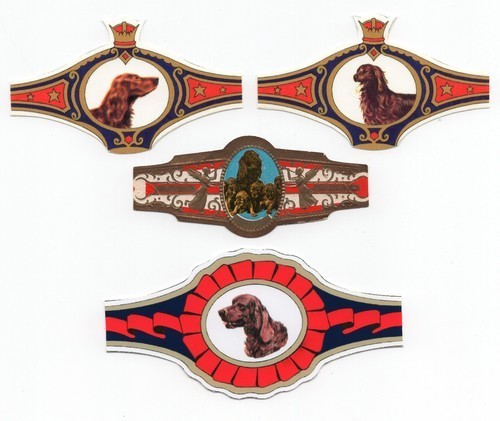 Irish setter collection - irish, dog