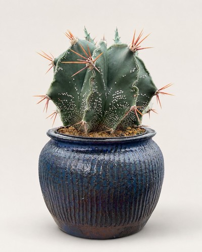 Large astrophytum ornatum - large,