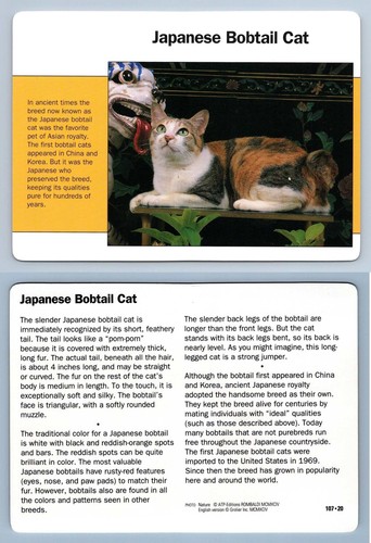 Japanese bobtail cat - japanese, #107.20