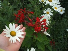 1 GIANT OX EYE DAISY PLANT  / ROOTS. Hardy Perennial Cottage Garden Plant