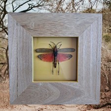 Madagascan Rainbow Milweek Locust Taxidermy Real Insect Specimen Frame Display