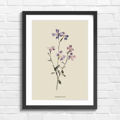 Delicate purple wildflower - delicate,