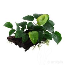 Anubias Barteri Large Live Aquarium Plants  Aquascaping Tank