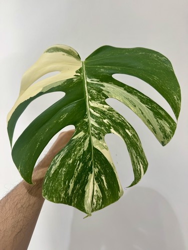 Variegated monstera albo - variegated,