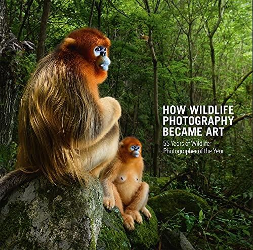 How wildlife photography - how,