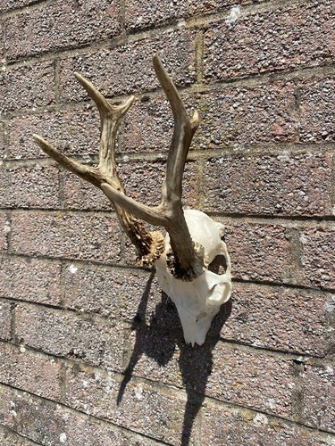 Roe deer antlers - roe, skull
