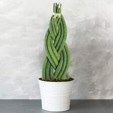 Sansevieria Twister - Snake