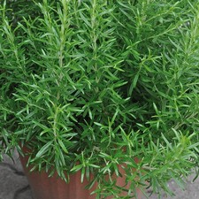 Rosemary 'Abraxas' Medium Plug Plants x 4. Mediterranean culinary herb. PFP