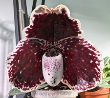 Paphiopedilum godefroyae, orchid species, gorgeous flowers, mottled leaves