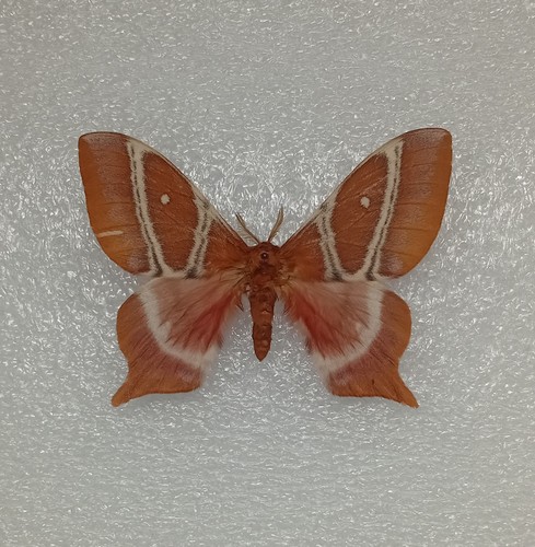 Tailed emperor moth specimen - moth,