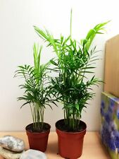 1 Upright Palm Chamaedorea Elegans Evergreen Indoor Plant Garden Bamboo Family