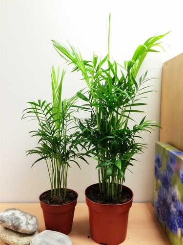 Upright palm chamaedorea - 1,