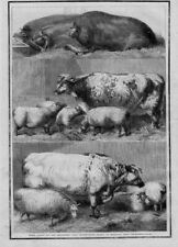 PIGS HAMPSHIRE SUFFOLK GOLD