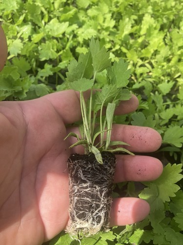 Parsnips tender true x6 - tender, &