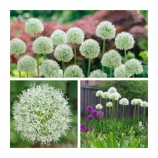 Allium Mount Everest x 10