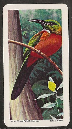 Brooke bond - brooke,